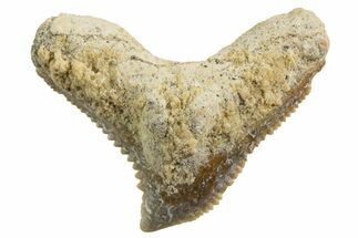 Tiger Shark (Galeocerdo Eaglesomi) Tooth - Dakhla, Morocco #327075