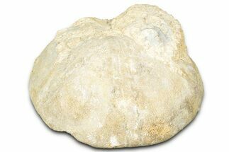 Unprepped Jurassic Sea Urchin (Clypeus) Fossil - England #325950