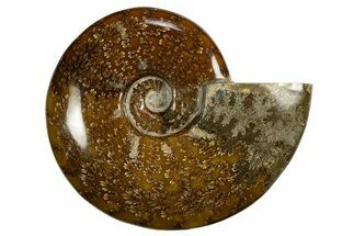 Polished, Agatized Ammonite (Cleoniceras) - Madagascar #327699