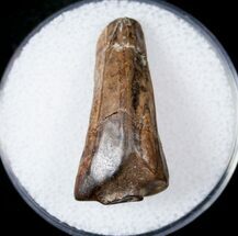 Partially Rooted Ceratopsid Tooth - Montana #17644