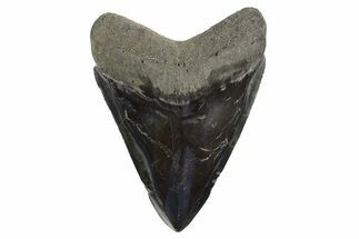 Serrated, Fossil Megalodon Tooth - Polished Blade #321117
