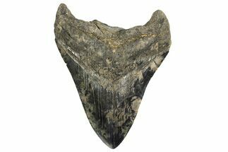 Serrated, Fossil Megalodon Tooth - South Carolina #321224