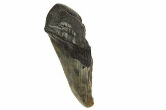 Partial Fossil Megalodon Tooth - South Carolina #321278