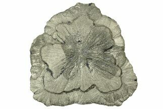 Pyrite Sun - Sparta, Illinois #315991