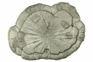 Pyrite Sun - Sparta, Illinois #315994