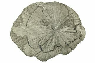 Pyrite Sun - Sparta, Illinois #316002