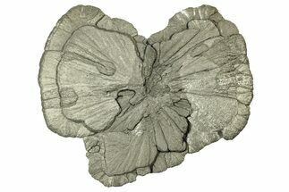 Pyrite Sun - Sparta, Illinois #316007