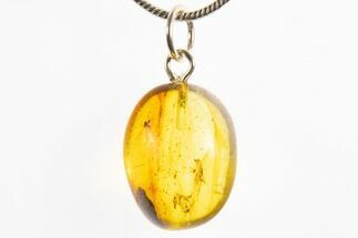 Polished Baltic Amber Pendant (Necklace) - Contains Fly! #328508