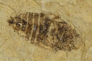 Detailed Fossil Leafhopper (Homoptera) - France #267679