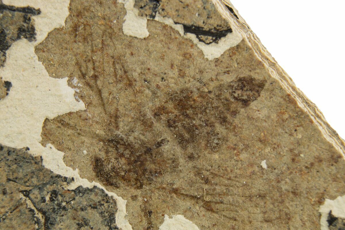 Suborder Homoptera .26