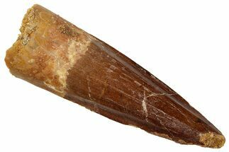 Fossil Spinosaurus Tooth - Real Dinosaur Tooth #329509