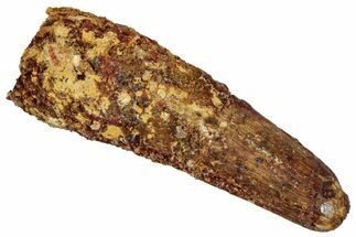 Fossil Spinosaurus Tooth - Real Dinosaur Tooth #329645