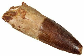 Fossil Spinosaurus Tooth - Real Dinosaur Tooth #329691