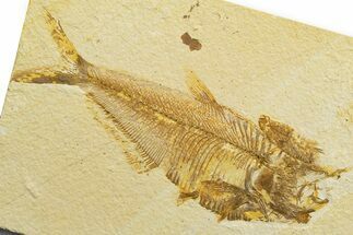 Detailed Fossil Fish (Diplomystus) - Wyoming #329713