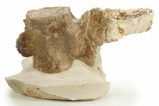 Fossil Plesiosaur (Thililua?) Cervical Vertebra - Asfla, Morocco #329728