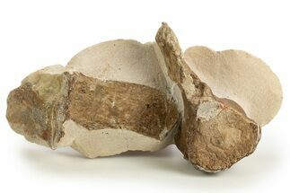 Fossil Plesiosaur (Thililua?) Cervical Vertebra - Asfla, Morocco #329729