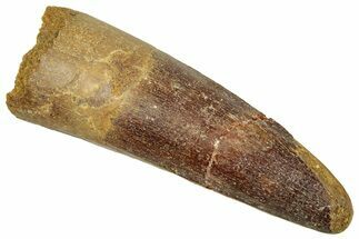 Fossil Spinosaurus Tooth - Real Dinosaur Tooth #329575