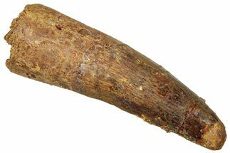 Fossil Spinosaurus Tooth - Real Dinosaur Tooth #329596