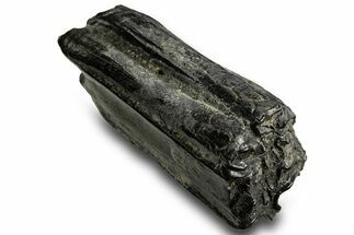 Pleistocene Aged Fossil Horse Tooth - Georgia #329828