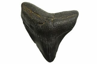 Posterior Juvenile Megalodon Tooth - Georgia #329839
