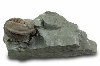 Removable, Wide Enrolled Flexicalymene Trilobite - Mt Orab, Ohio #329777