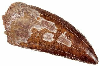 Serrated Carcharodontosaurus Tooth - Robust Dinosaur Tooth #329968