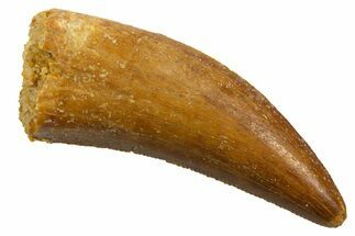 Serrated, Theropod (Deltadromeus?) Tooth - Morocco #329849