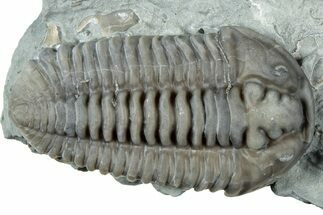 Prone Flexicalymene Trilobite - Mt Orab, Ohio #329787
