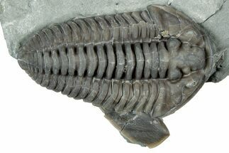 Prone Flexicalymene Trilobite - Mt Orab, Ohio #329797