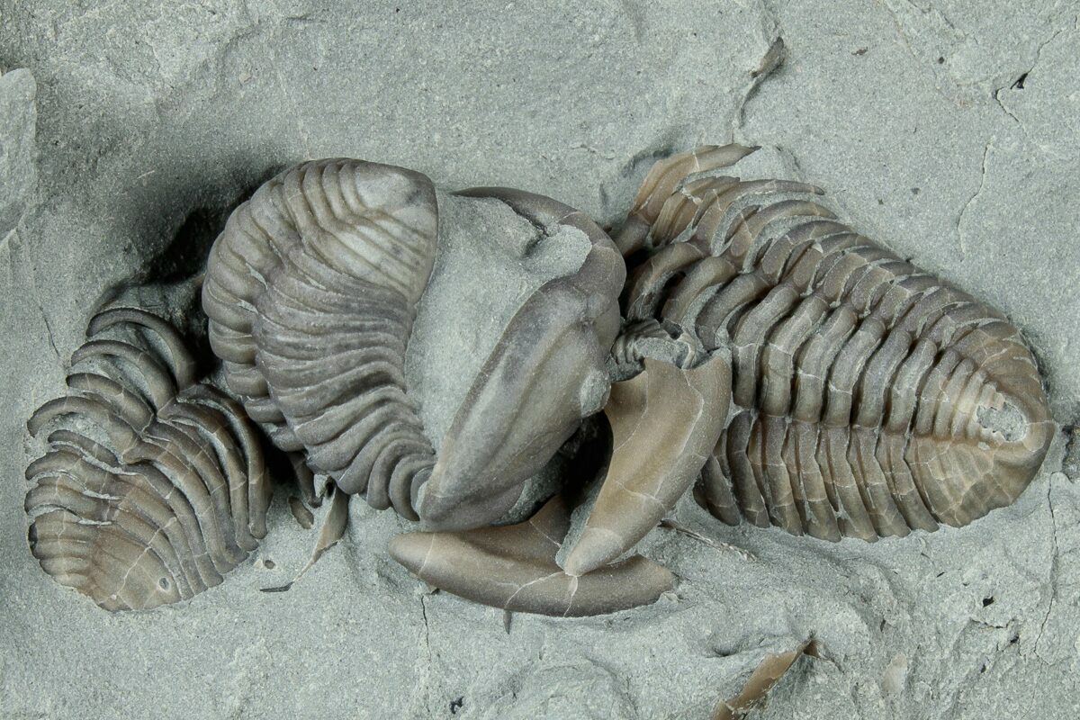 Fossil Flexicalymene Trilobite Cluster - Mt. Orab, Ohio (#329812