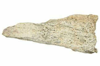 Dinosaur (Triceratops) Frill Shield Section - Montana #330148