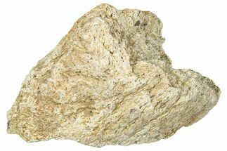 Dinosaur (Triceratops) Frill Shield Section - Montana #330182