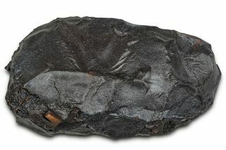 Dragon Scale Stone (Iron, Manganese, Siderite Nodule) #330267