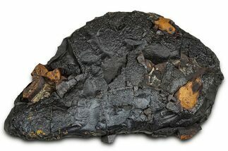 Dragon Scale Stone (Iron, Manganese, Siderite Nodule) #330278