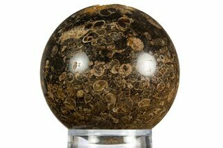 Polished Freshwater Snails (Elimia) In Limestone Sphere - Wyoming #330198