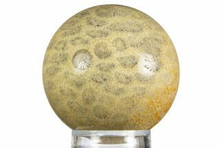 Polished Oligocene Fossil Coral Sphere - Philippines #330205