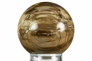 Colorful Oligocene Petrified Wood (Pinus) Sphere - Australia #330206