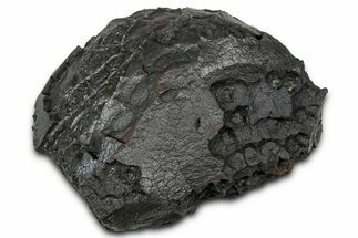 Dragon Scale Stone (Iron, Manganese, Siderite Nodule) #330328