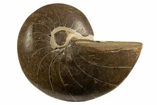 Polished Fossil Nautilus (Cymatoceras) - Unusual Grey Color! #329239