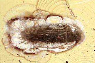 Detailed Fossil False Click Beetle (Throscidae) in Baltic Amber #330637