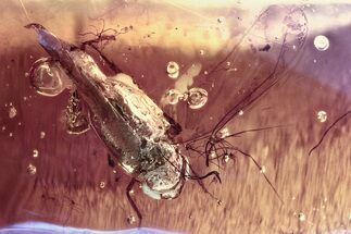 Detailed Fossil Leafhopper (Cicadellidae) In Baltic Amber #330659