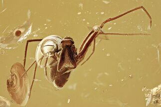 Top Quality Fossil Assassin Spider (Archaeidae) In Amber - Rare! #330725