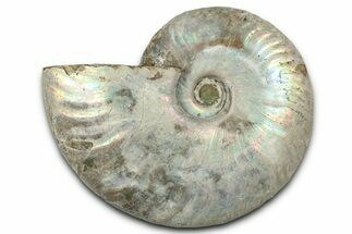 Silver Iridescent Ammonite (Cleoniceras) Fossil - Madagascar #328371