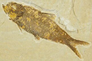 Detailed Fossil Fish (Knightia) - Wyoming #330840