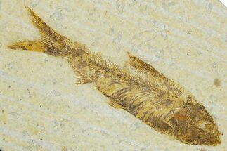 Bargain, Detailed Fossil Fish (Knightia) - Wyoming #330845