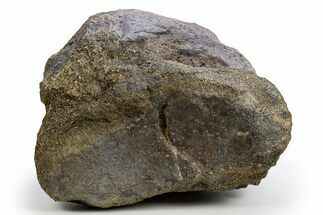 Fossil Sauropod Caudal Vertebra - Wyoming #330981