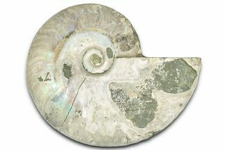 Silver Iridescent Ammonite (Cleoniceras) Fossil - Madagascar #328381