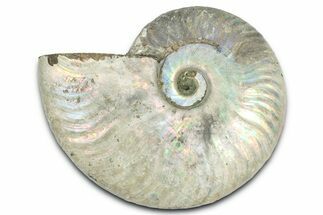Silver Iridescent Ammonite (Cleoniceras) Fossil - Madagascar #328389