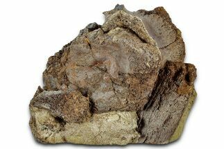 Fossil Hadrosaur Caudal Vertebra in Sandstone - Wyoming #330994