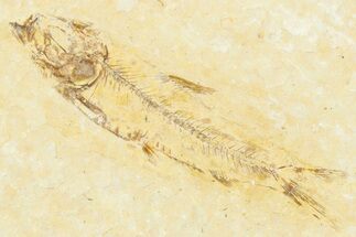 Bargain, Juvenile Fossil Fish (Knightia) - Wyoming #331046